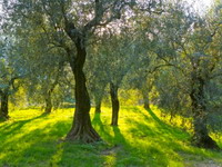 Spas za Italiju: Blago ispod maslinjaka
