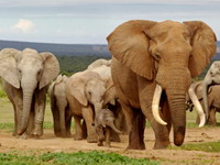 Pobiće skoro sve slonove u Keniji i Tanzaniji