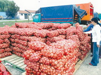 Izvoz merkantilnog krompira iz BiH u EU kruna višegodišnjeg rada