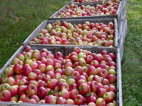 Povećava se izvoz voća u Rusiju