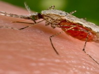 Svjetska zdravstvena organizacija: Virus Zika eksplozivno se širi!
