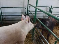 Država da interveniše zbog poskupljenja svinjskog mesa