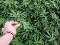 Cveta biznis:Marihuana otvara 300.000 radnih mesta