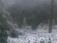 Institut za voćarstvo: Sneg i mraz oštetili sve vrste voća u Srbiji