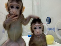 Kineski naučnici klonirali dva majmuna, tvrde da su ostvarili veliki napredak