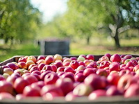 BiH ukinuta zabrana izvoza jabuka u Rusiju