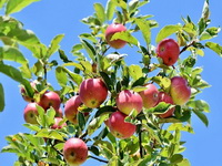 Bosna i Hercegovina u Rusiju izvezla 300 tona novog roda jabuka