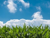 Žita Srbije: Rod kukuruza premašiće sedam miliona tona, blizu rekorda iz 2016. godine