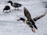 Zbog ptičjeg gripa biće ubijeno 5.380 patki