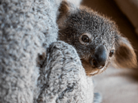 Nakon katastrofalnih požara u Australiji koale se vraćaju u divljinu