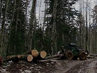 Proizvodnja i prodaja šumskih sortimenata u FBiH ipak u plusu