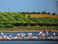 Flamingosi, omiljeni grčki „turisti”
