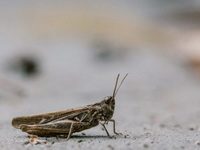 EU dodala cvrčka na listu insekata bezbednih za ishranu