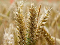Trgovcima curi vreme za prodaju žita, a Vlada dozvolila samo izvoz u Albaniju