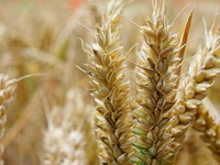Vlada povećala kvote za izvoz pšenice i pšeničnog brašna