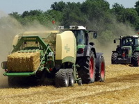 Tražnja i cene pšenice i kukuruza osciliraju u Srbiji i u svetu, oprezni i prodavci i kupci