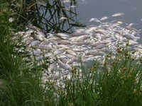 Nemačke vlasti: Nema jedinstvenog uzroka za masovno odumiranje ribe reke Odre