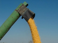 Institut za ratarstvo i povrtarstvo iz Novog Sada: Rod kukuruza upola manji zbog suše