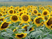 Udruženje poljoprivrednika: Zahtevi za isplatu subvencija za suncokret od 14. oktobra do 14. novembra