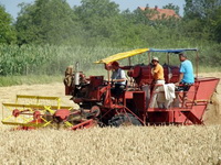Jače cene kukuruza i pšenice, jeftinija soja