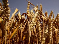 Rast cena kukuruza i pšenice, soja stabilno