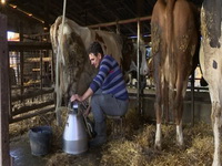 Baćina: Odobren izvoz mleka, to je dobro za mlekare