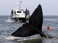 Hiljade kitova godišnje umire na pramcima brodova: Da li možemo da ih spasimo?