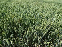 Poljoprivrednici zatražili od države da robne rezerve otkupe 300.000 pšenice iz novog roda