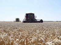Malešević: Kiše smanjuju rod i kvalitet pšenice u Srbiji