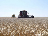 Pšenica na Produktnoj berzi u Novom Sadu poskupela 9,4 odsto, a kukuruz 7,6 odsto
