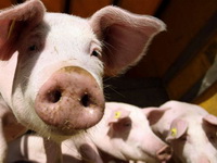 Odbor za poljoprivredu doneo zaključak u vezi bolesti afričke kuge svinja: Evo koji su predlozi za suzbijanje epidemije