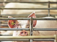 Odgajivači svinja tvrde da će meso poskupeti