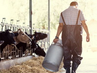 Ministarstvo poljoprivrede: Od danas prijavljivanje za premiju za mleko za prvi kvartal